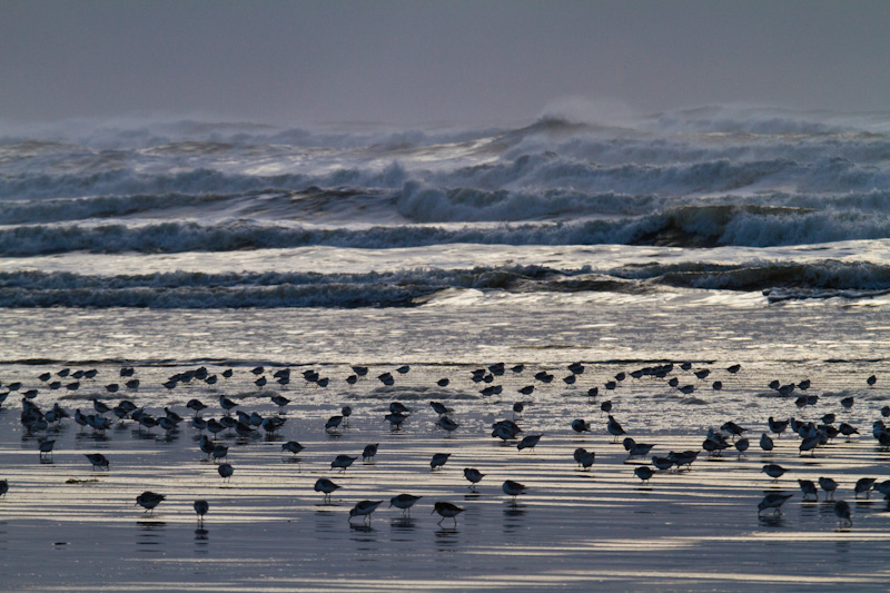 Sanderling And Dunlin In Surf